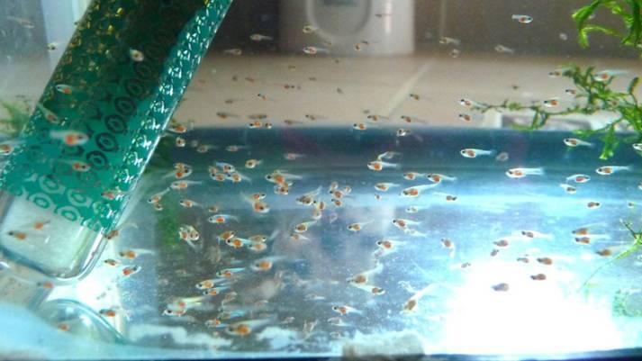 Аквариум для начинающих Мальки петушков Half moon Dambo Кормление коловраткой смотреть онлайн