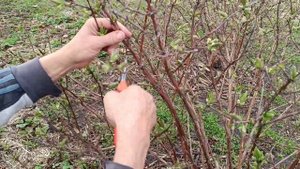 Жимолость. Обрезка формировка кустов.