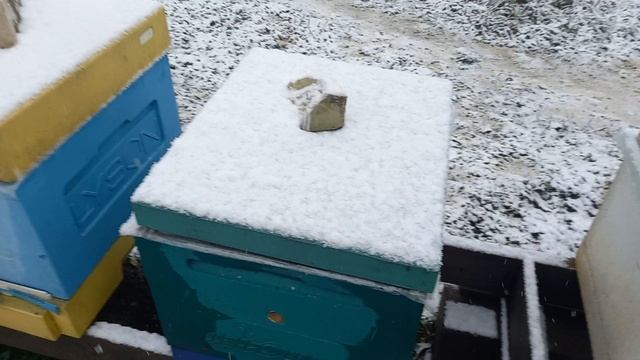 Зима, снег, есть расплод,  а в нём клещ.