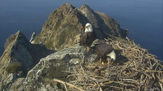 11-20-18 West End eagles; watch the tors. смотреть онлайн