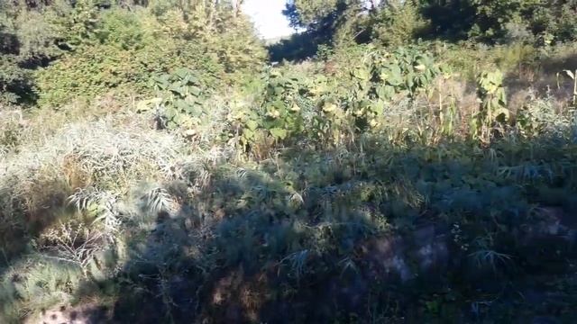 Пермакультурный лесосад. 1е холода. Ошибки 1го года претворения "целины" в лесосад у Радужичей. смотреть онлайн