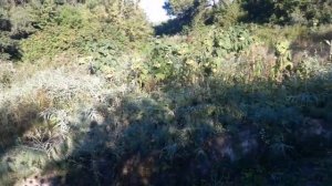 Пермакультурный лесосад. 1е холода. Ошибки 1го года претворения "целины" в лесосад у Радужичей.