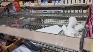 ЗА ПОКУПКАМИ! Магазин Чижик и его садовые новинки