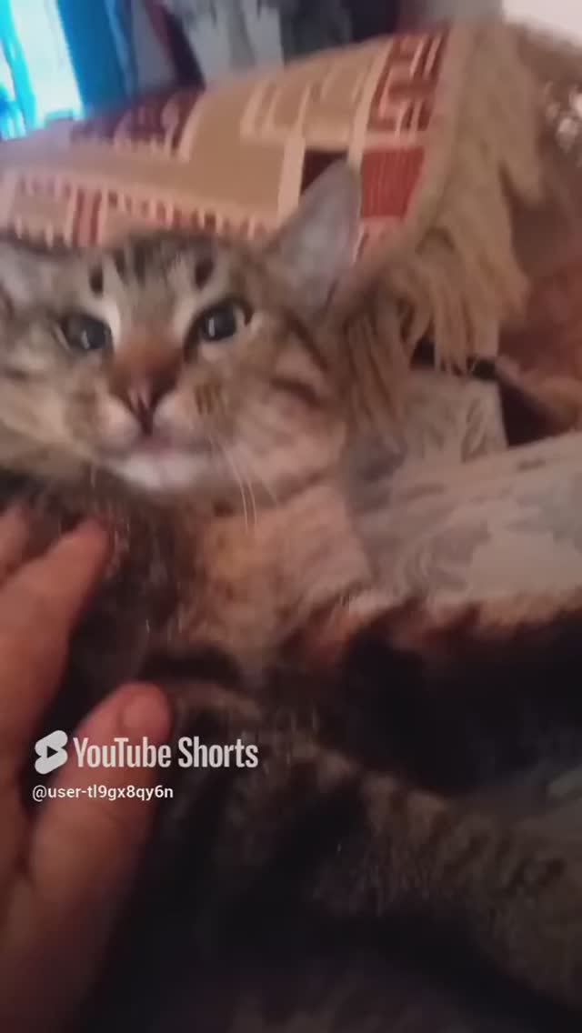 кот смотреть онлайн