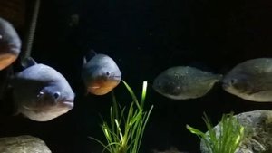 Pygocentrus nattereri-redbelly piranha... relaxing