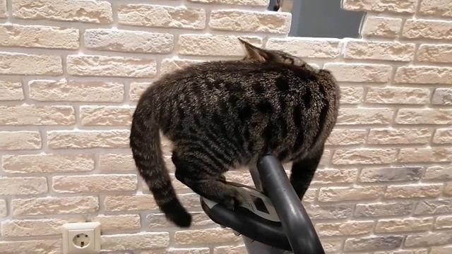 Болтливая кошка осваивает велотренажер. смотреть онлайн