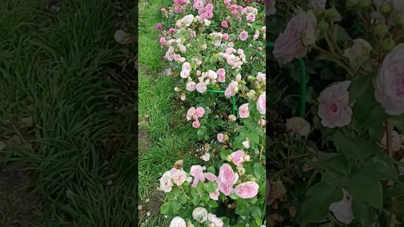 Мария Терезия Mariatheresia Tantau Германия, 2003 Флорибунда (Floribunda)