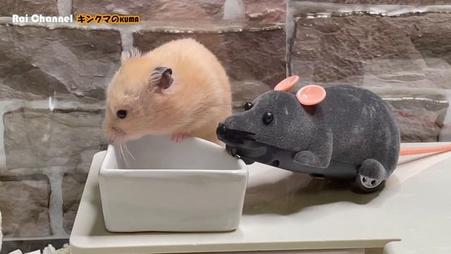 ハムスターケージにネズミのラジコンを入れてみた【行動検証】