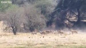 Лев против других животных!!!! Лев выходит на разборки!!!