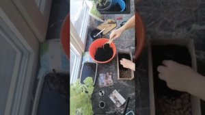 Сажаем Роджерсию Бронз Пикок. #многолетники #сад #роджерсия #пион #гортензия #лилии