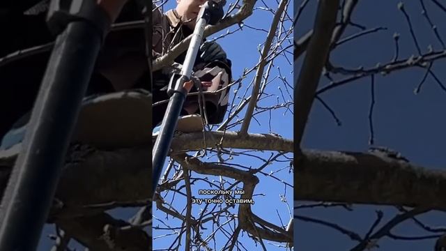 Формирование яблони. Первый сезон. Часть 3