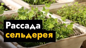 Рассада сельдерея, как вырастить рассадой сельдерея корневого и черенкового дома через рассаду