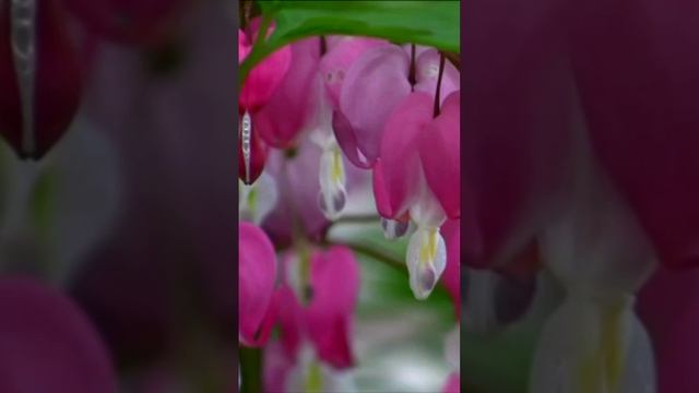 Разбитое сердце. Дмитрий Шлапак смотреть онлайн