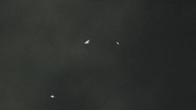 #pigeon Летают ли бакинские бойные голуби по ночам? 14 января 2025 г.