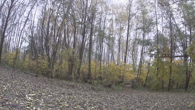 Покатушка по осеннему лесу смотреть онлайн