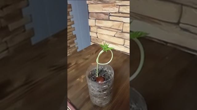 Как вырастить каштан из ореха?