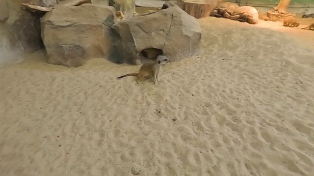 РЕКА ЗАМБЕЗИ | Казанский зооботанический сад | #2024 #zoo