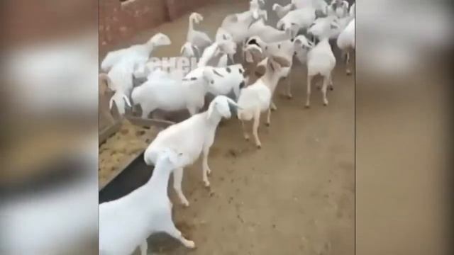 Прикольное видео CUBE от Светляка-Firefly #3 смотреть онлайн