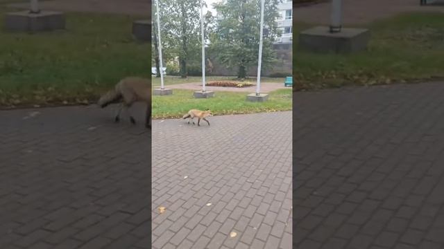 Станционная лисичка или дикие звери в городе СПб смотреть онлайн