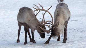 Лоси, Овцебыки, олени, козлы и бараны Новосибирского зоопарка