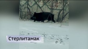 Бегающего по городу дикого кабана сняли на видео в одном из городов Башкирии
