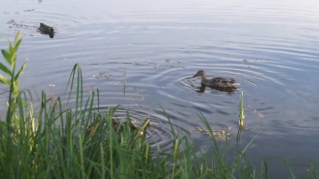 Уточки, утка кряква с утятами в пруду на ферме Бенуа смотреть онлайн