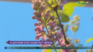 В Царском Селе зацветает сирень