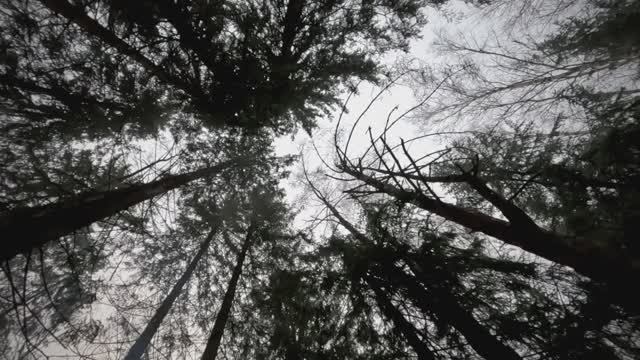 Поход выходного дня, Белое озеро, день первый смотреть онлайн