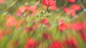 Lensbaby Double Glass + Composer Pro: эффект от наклона объектива
