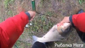 БЕЛЫЙ АМУР СКВОЗЬ ПОДСАК!