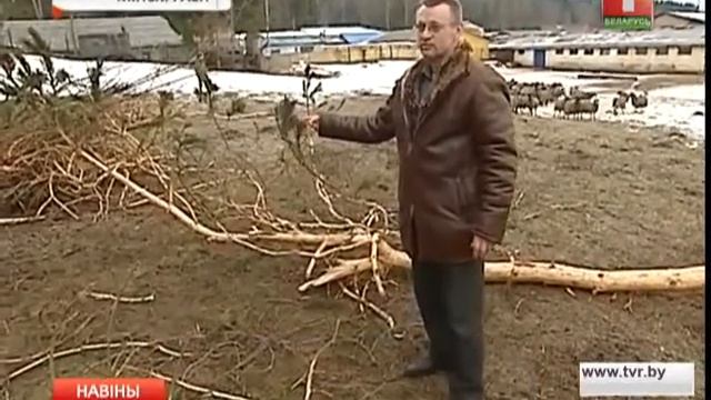 На Минщине активно возрождают овцеводство смотреть онлайн