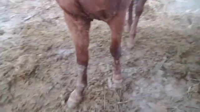 Жамбыл облысы сарысу ауданы байкадам ауылында 87472975086 смотреть онлайн