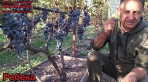 Киш-миш Ребекка- поздняя вкусняшка.