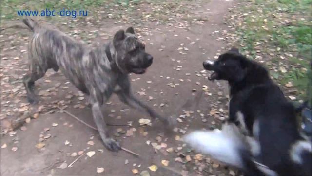 Кане-корсо Тор. смотреть онлайн