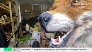 Тренд на изготовление чучел из животных набирает популярность в России