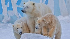 Белые медведи и Белогрудые медведи Новосибирского зоопарка