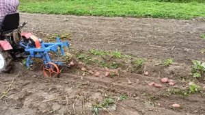 Копка картошки