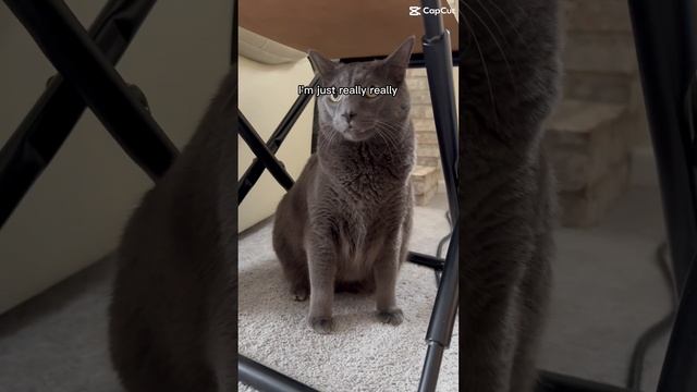 I’m just really really cute. #not #cute #purr #cats #bluecat #cat #funny #catpurr #cutepets #kitten
