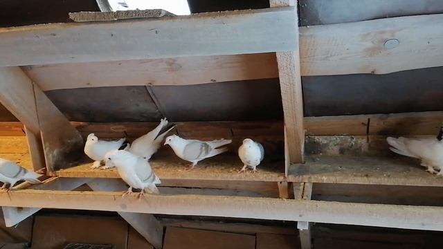 Ленинаканские,армянские  бойные голуби,в гостях у  Сергея часть 2 ая #ленинаканскиеголуби##pigeon#