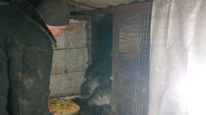 НУТРИИ сбежали. Опять ремонтирую клетки. 12.12.24