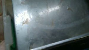 Техасский перепел или белый гигант (вес тушки390 ,грам)