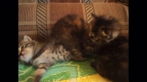 Котята
