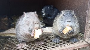 У НУТРИЙ не дом, а избушка на курьих ножках. 04.01.25