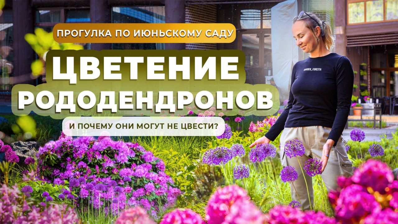 Цветение рододендронов и почему они могут не цвести? смотреть онлайн