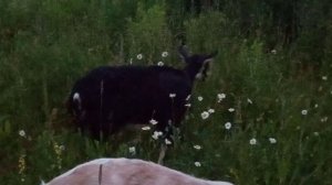 Прогулка с козами август 23г.