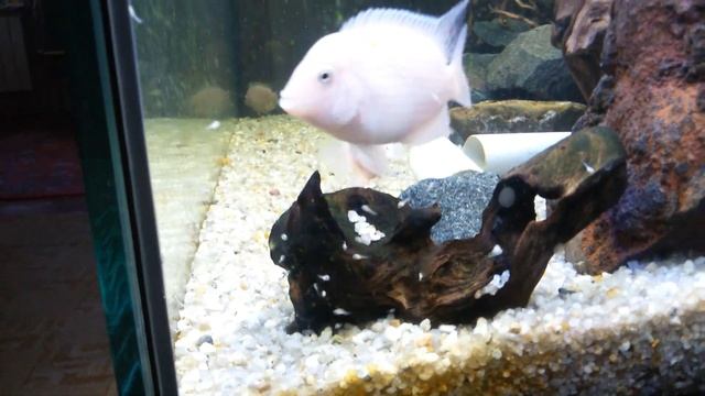 Фламинго в общем аквариуме