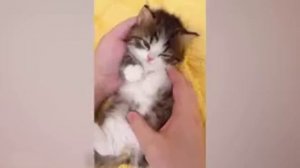 🐈