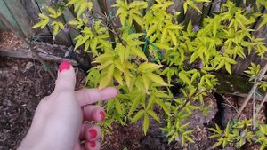 VID Княжик Stolwick gold