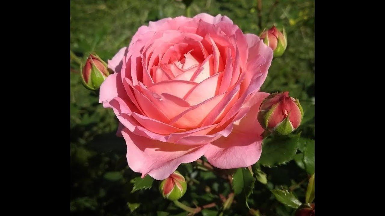 Джубили Селебрейшн Jubilee Celebration Austin, 2002 Английские розы (English Rose, Austin)
