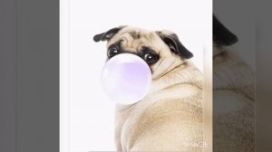 Мышка сосиска, собачка жвачка, кошка картошка, ку-ку я немножко